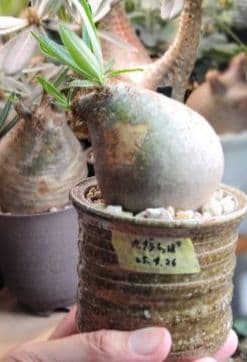 【発根済】グラキリス　良形　手乗り丸グラ　極上株　現地球