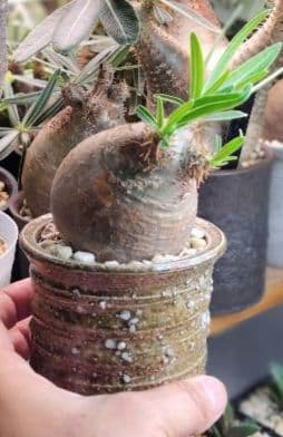 【発根済】グラキリス　良形　手乗り丸グラ　極上株　現地球