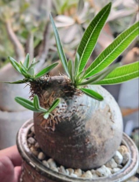 【発根済】グラキリス　良形　手乗り丸グラ　極上株　現地球