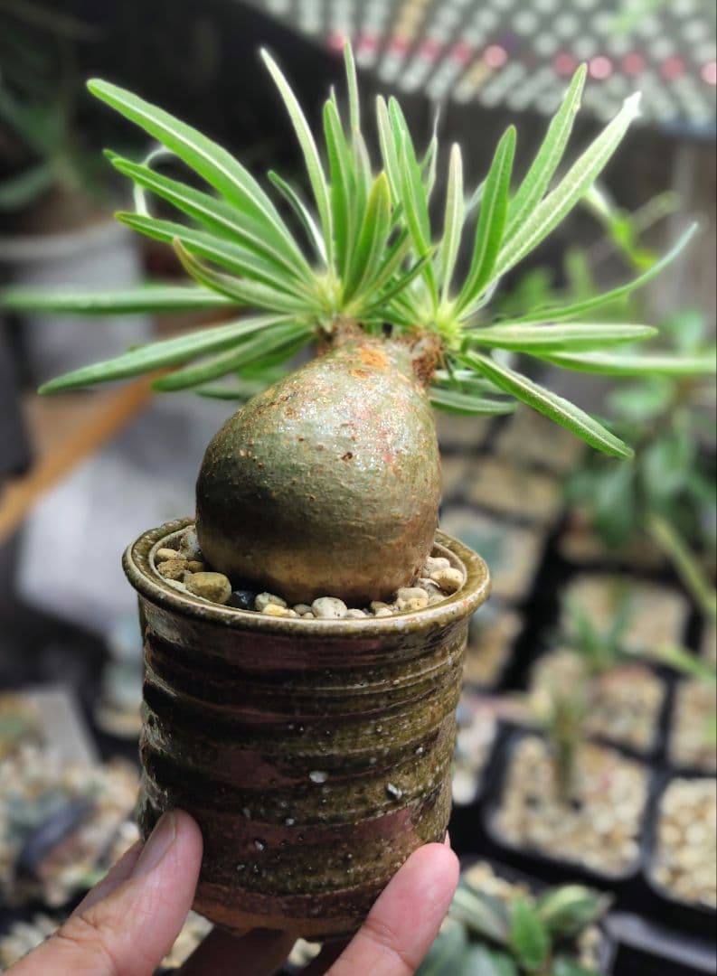 【発根済】グラキリス　良形　手乗り丸グラ　極上株　現地球