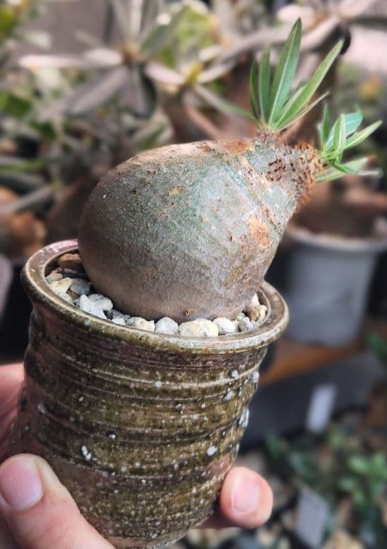 【発根済】グラキリス　良形　手乗り丸グラ　極上株　現地球