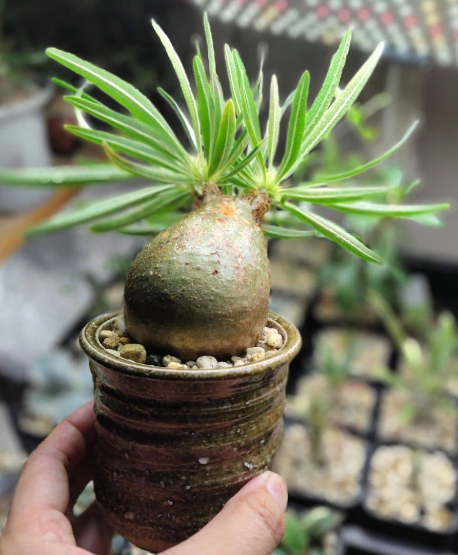 【発根済】グラキリス　良形　手乗り丸グラ　極上株　現地球