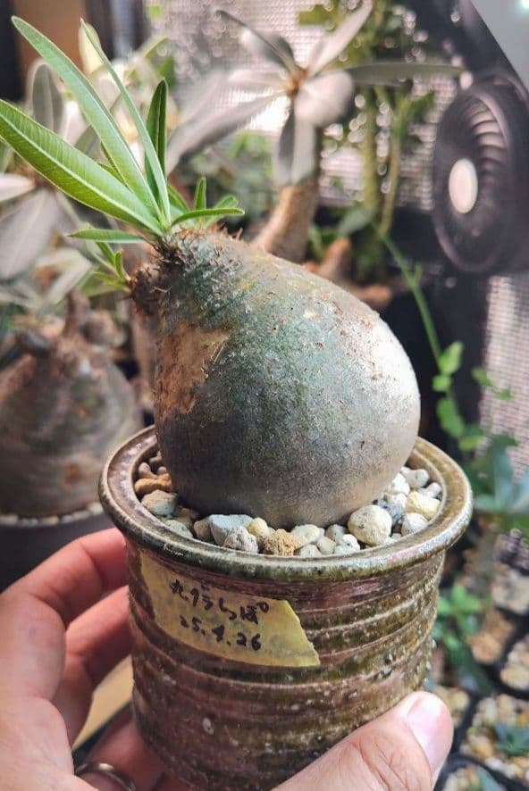 【発根済】グラキリス　良形　手乗り丸グラ　極上株　現地球