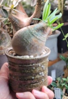 【発根済】グラキリス　良形　手乗り丸グラ　極上株　現地球