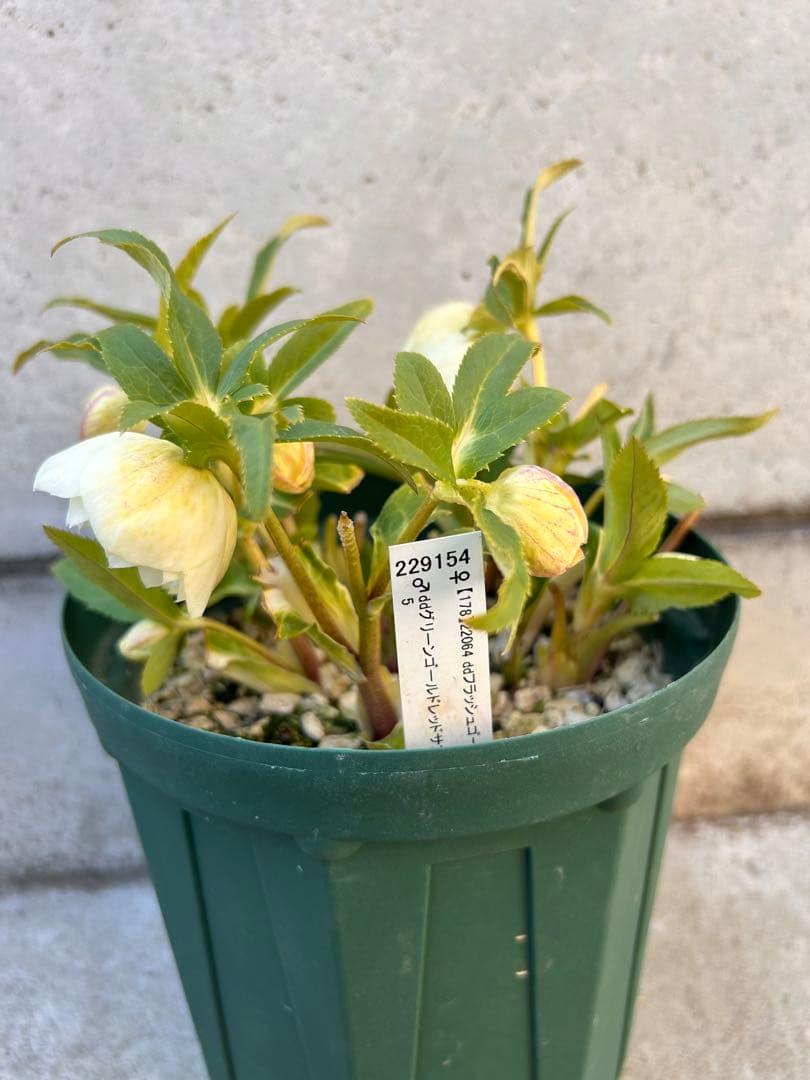 大株 花茎8開花3蕾9 ddゴールド濃フラッシュ - メルカリ