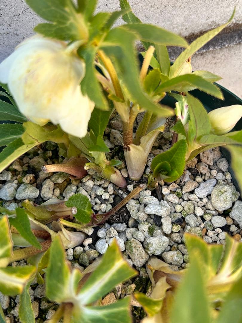 大株 花茎8開花3蕾9 ddゴールド濃フラッシュ - メルカリ