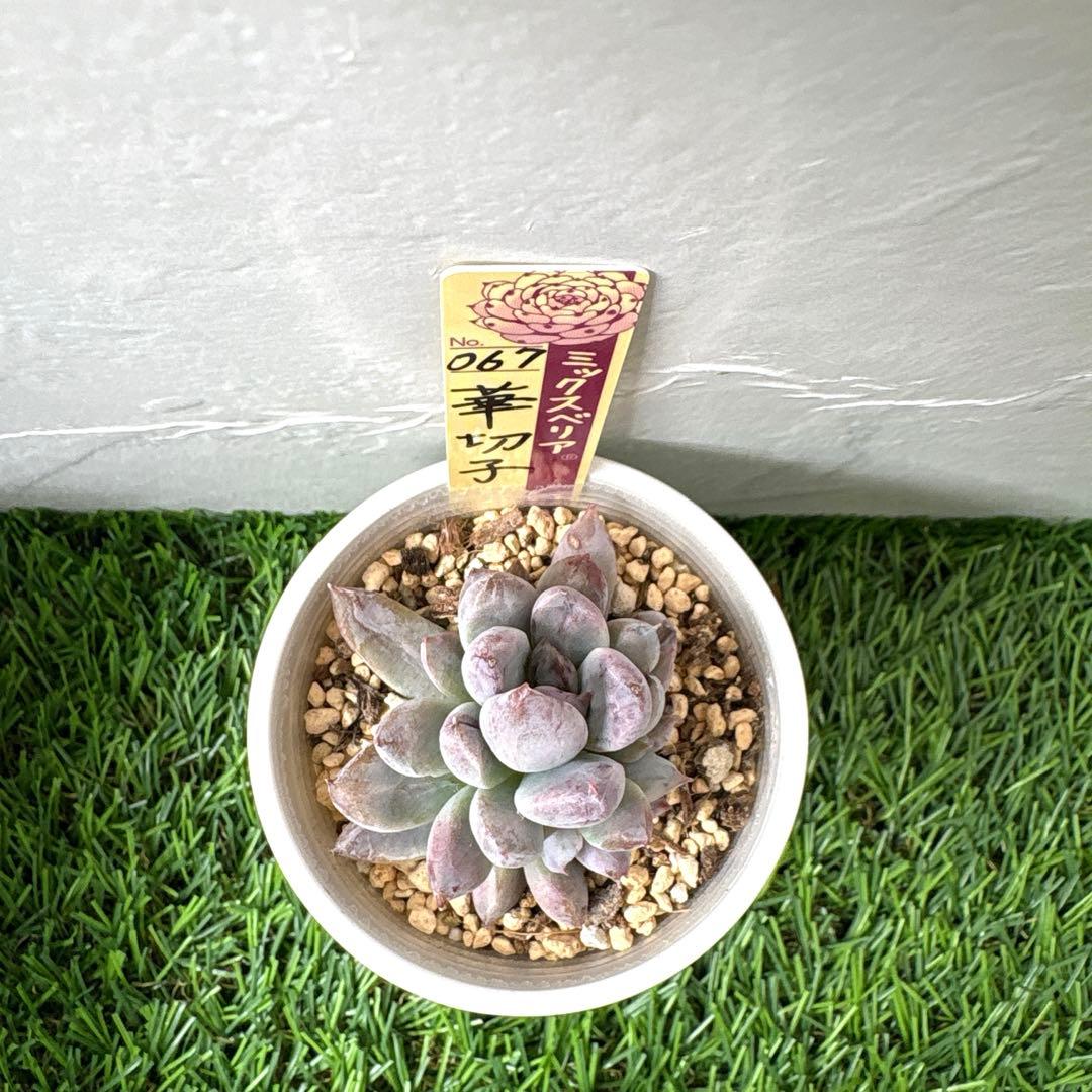 【メルカリ便】　おらいさん苗　優木園さん苗　おまとめ