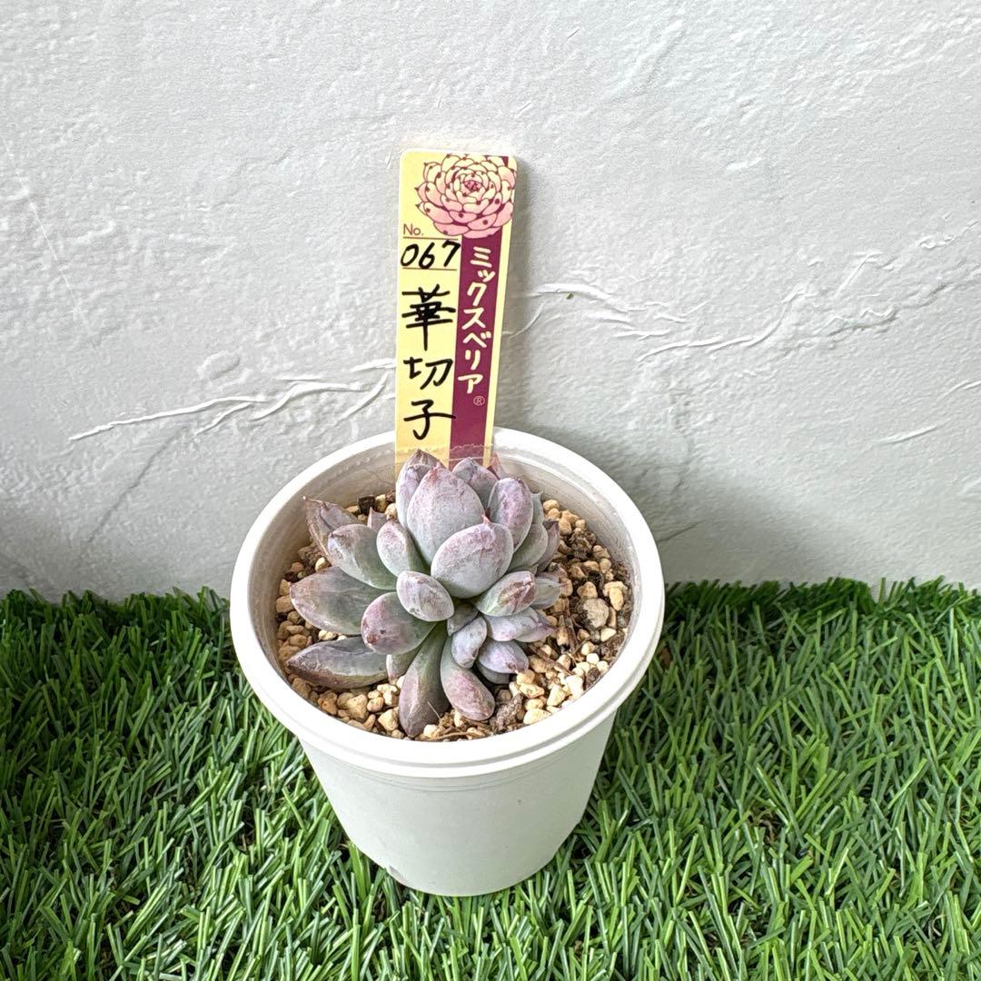 【メルカリ便】　おらいさん苗　優木園さん苗　おまとめ