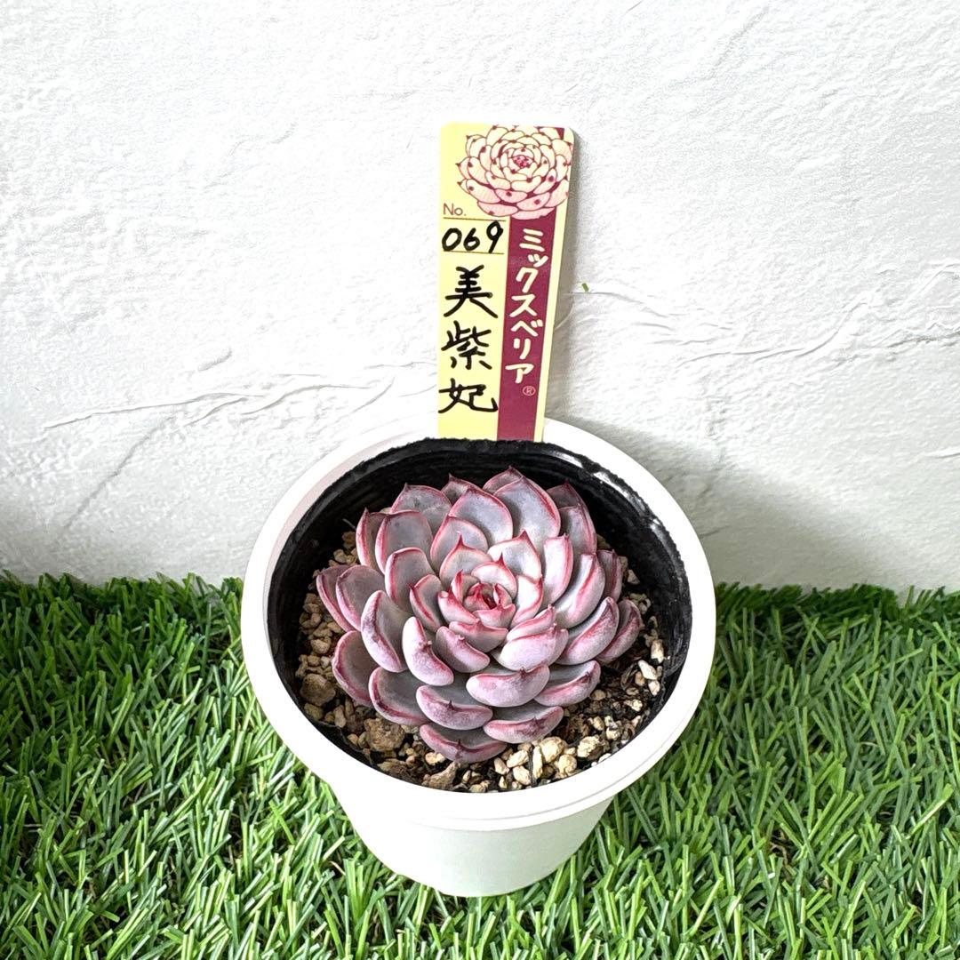 【メルカリ便】　おらいさん苗　優木園さん苗　おまとめ