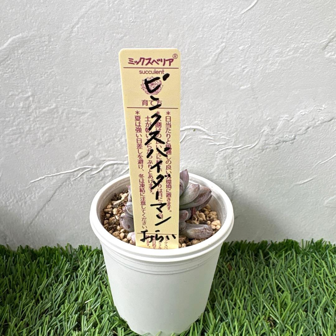 【メルカリ便】　おらいさん苗　優木園さん苗　おまとめ