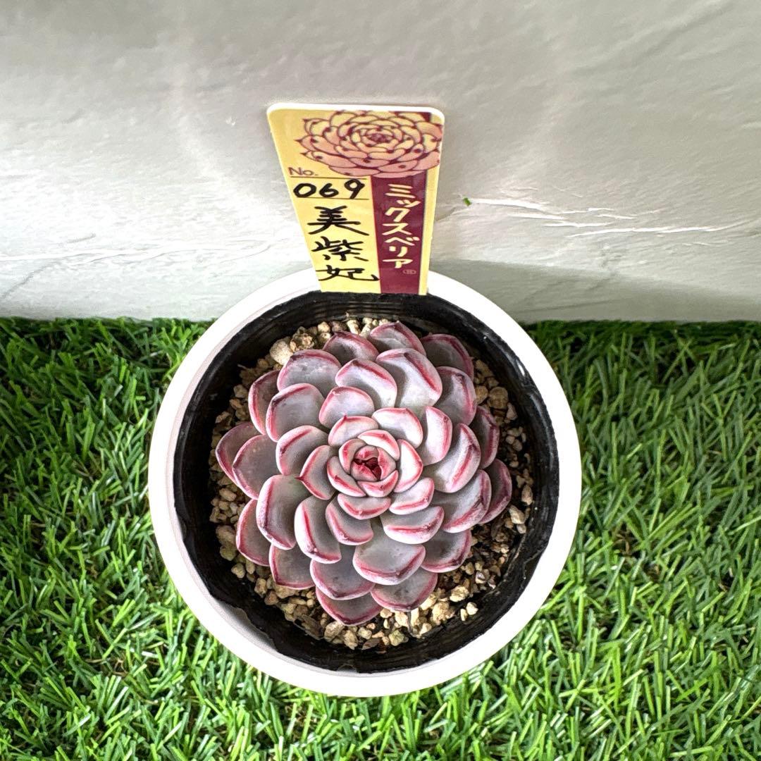 【メルカリ便】　おらいさん苗　優木園さん苗　おまとめ