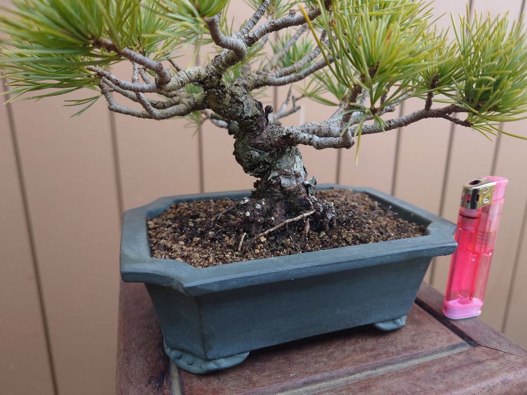 盆栽　五葉松　樹高12cm