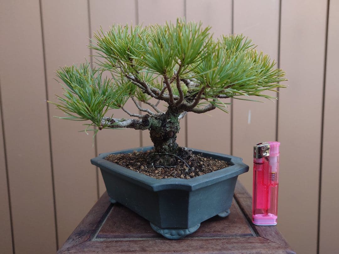 盆栽　五葉松　樹高12cm