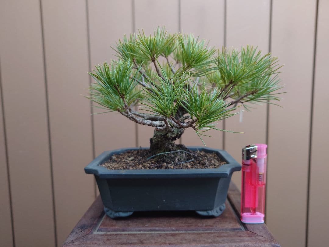 盆栽　五葉松　樹高12cm