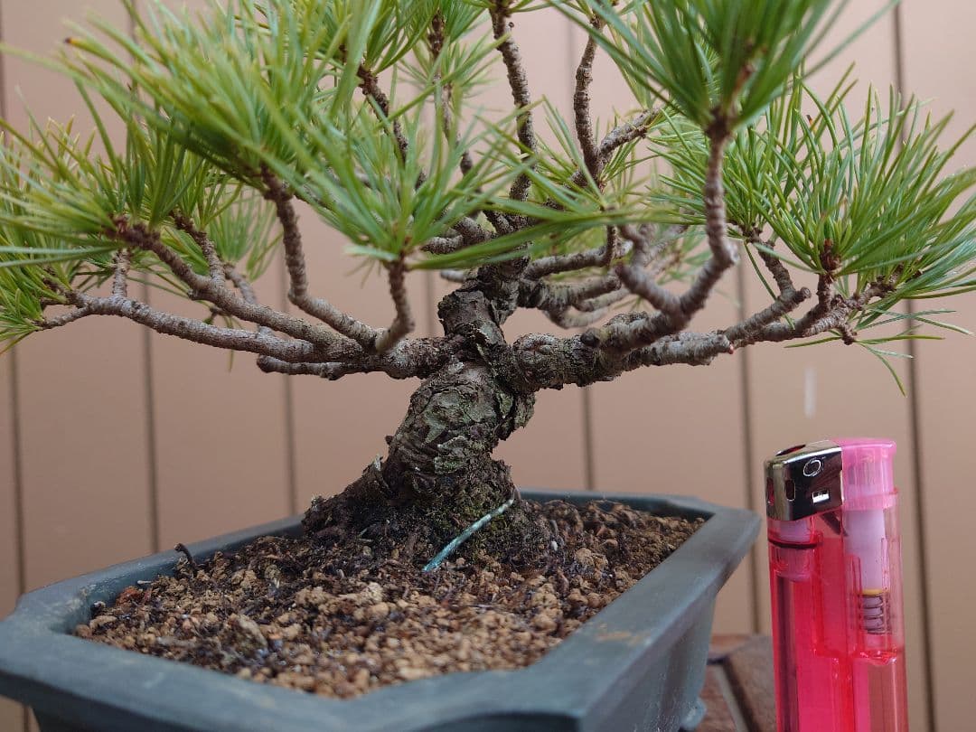 盆栽　五葉松　樹高12cm