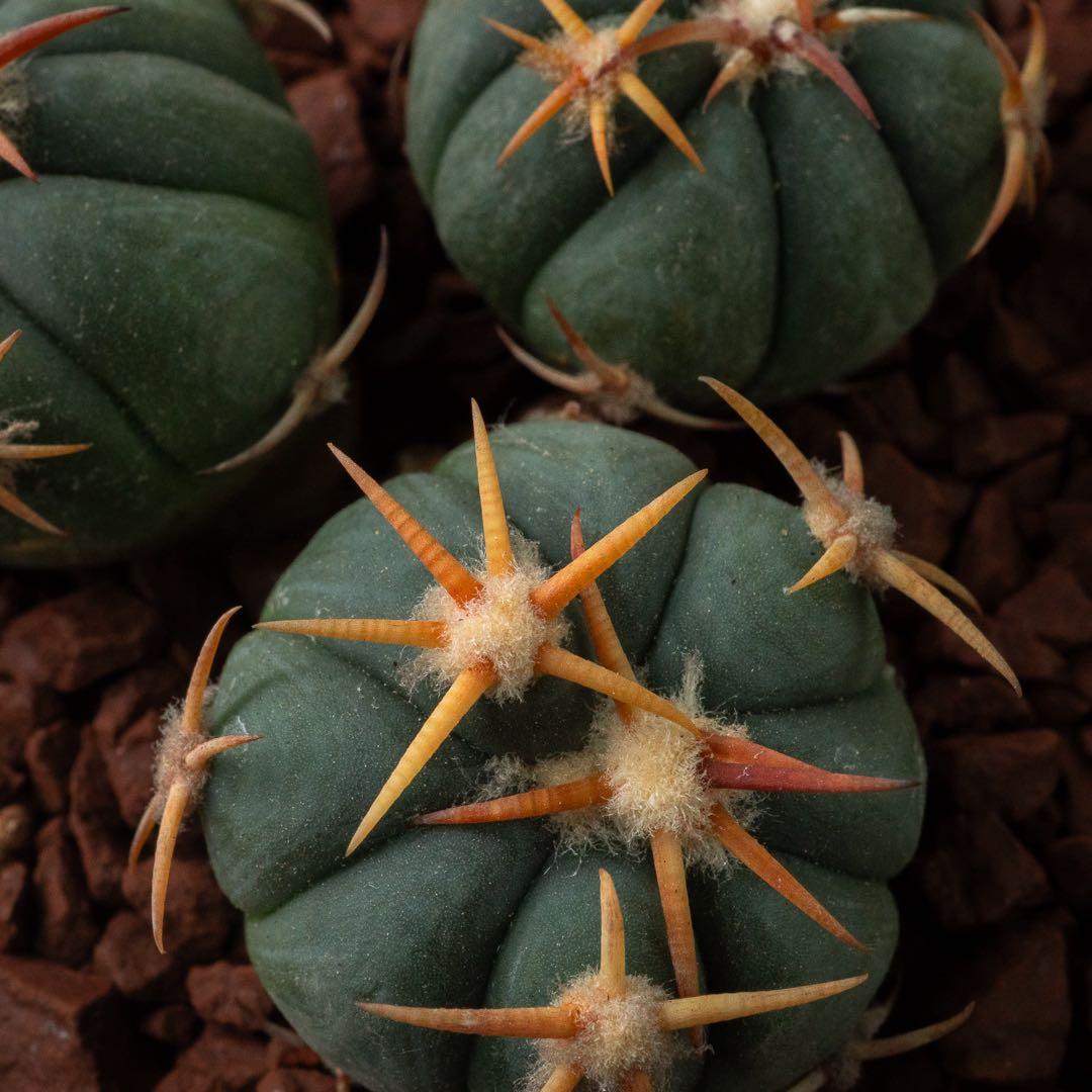 白刺 翠平丸 （実生） エキノカクタス 旧ホマロケファラ #216