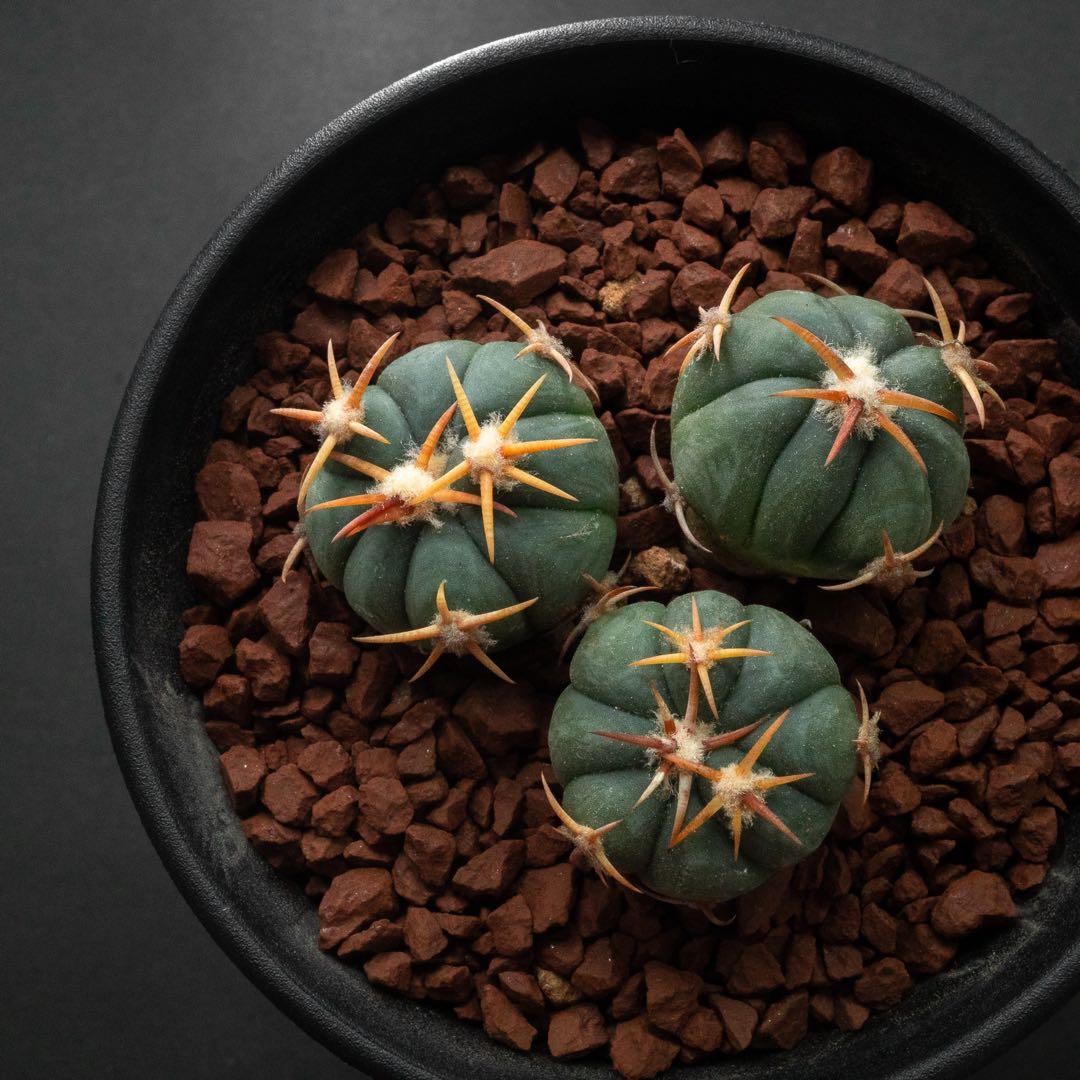 白刺 翠平丸 （実生） エキノカクタス 旧ホマロケファラ #216