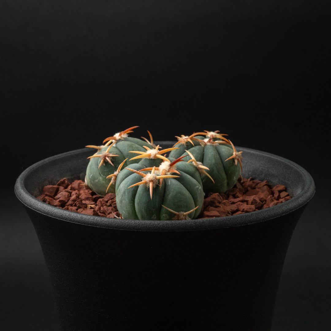 白刺 翠平丸 （実生） エキノカクタス 旧ホマロケファラ #216