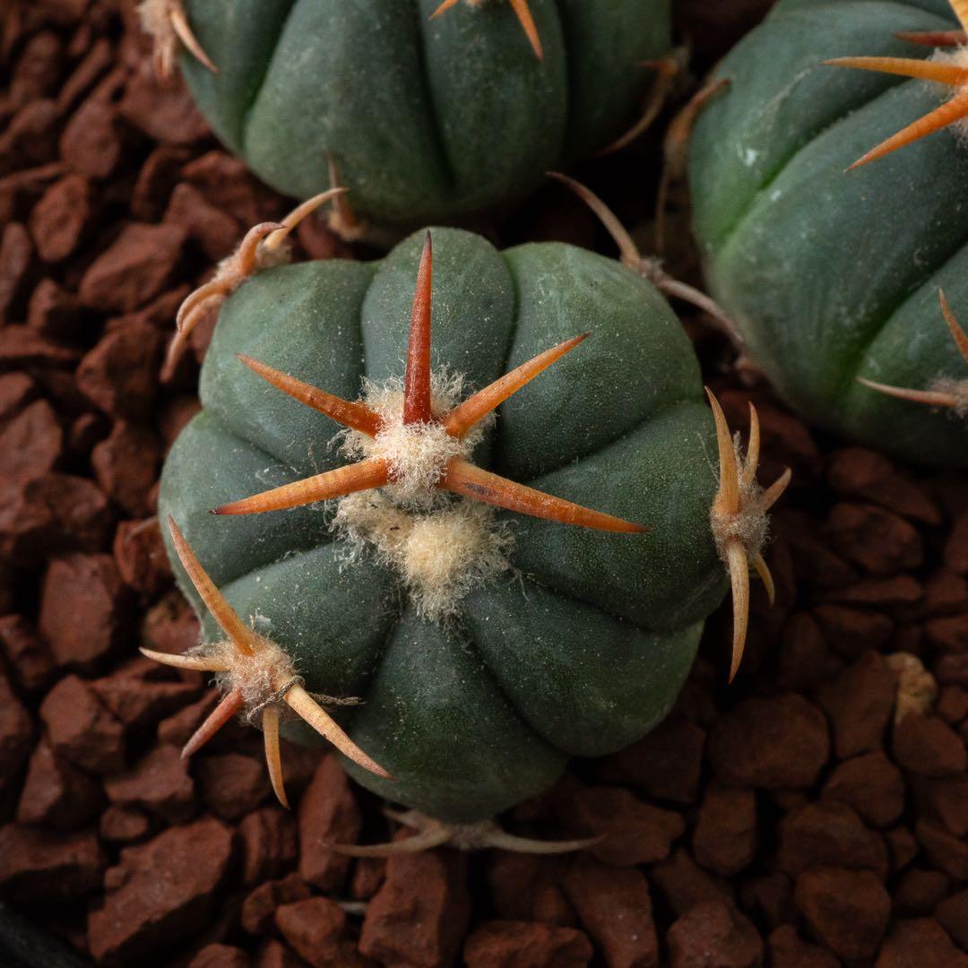 白刺 翠平丸 （実生） エキノカクタス 旧ホマロケファラ #216