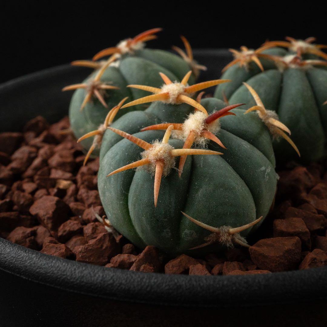 白刺 翠平丸 （実生） エキノカクタス 旧ホマロケファラ #216