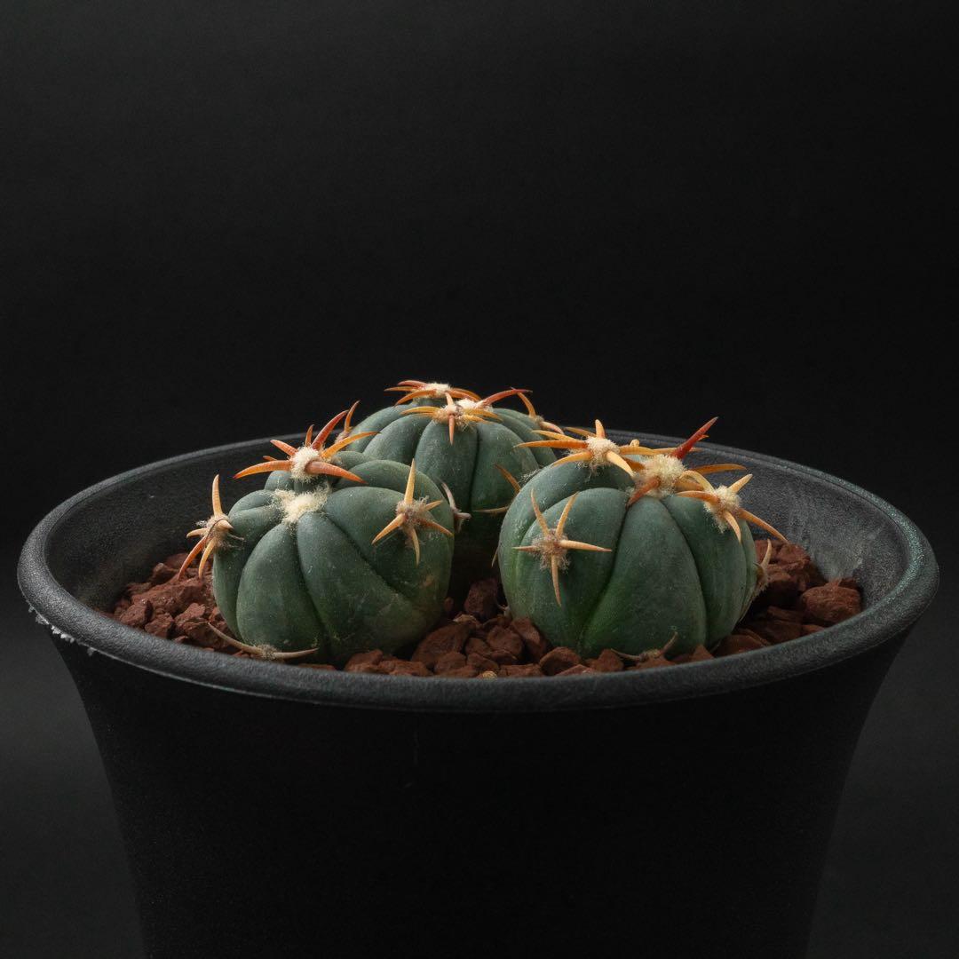 白刺 翠平丸 （実生） エキノカクタス 旧ホマロケファラ #216