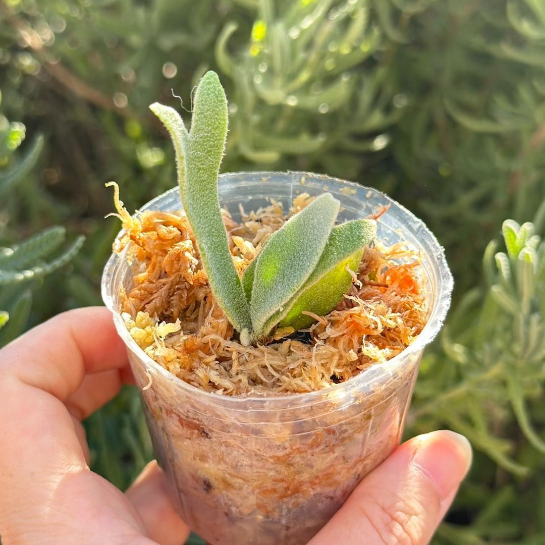 メルカリ便！P.willinckii ’Asurada’ Spore201