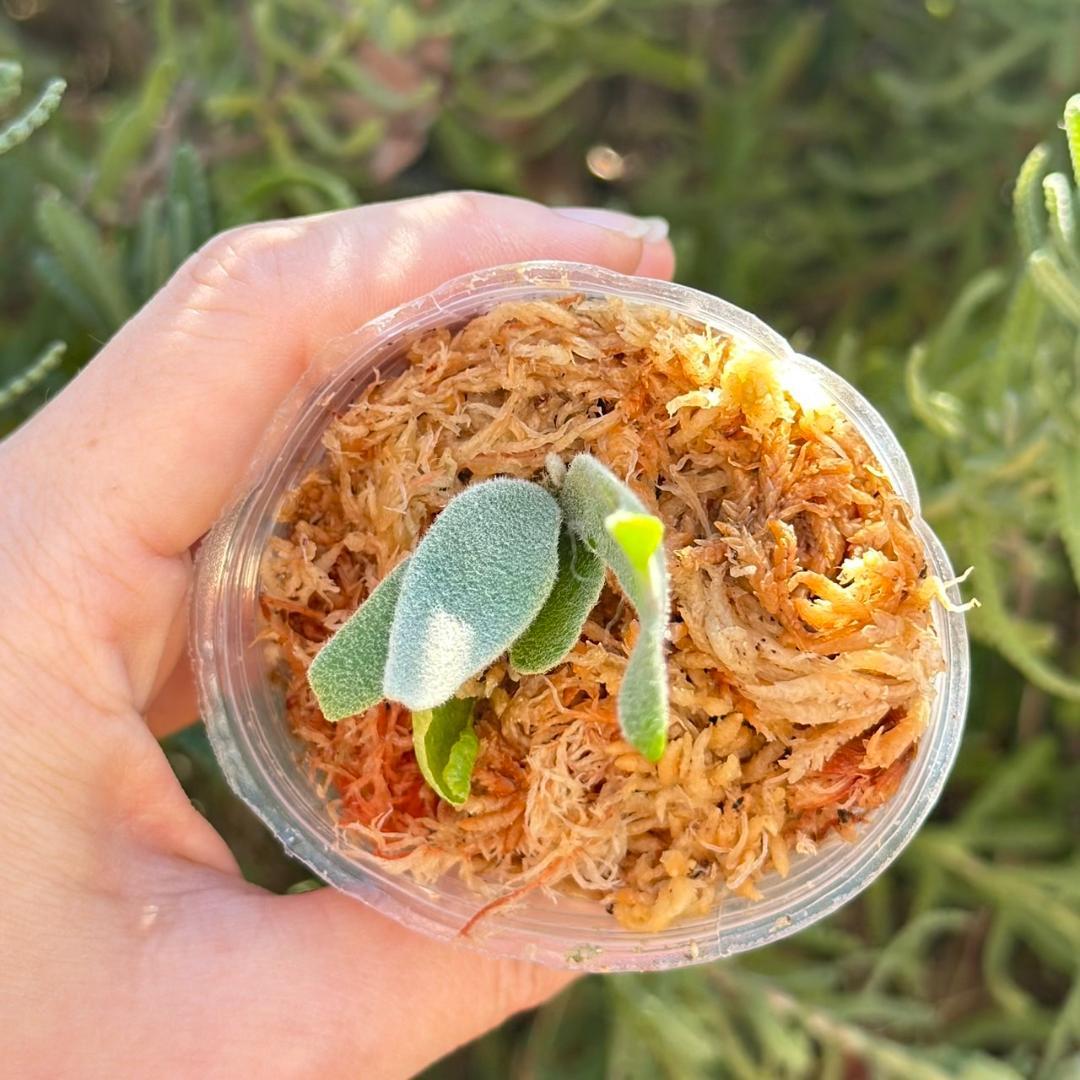 メルカリ便！P.willinckii ’Asurada’ Spore201