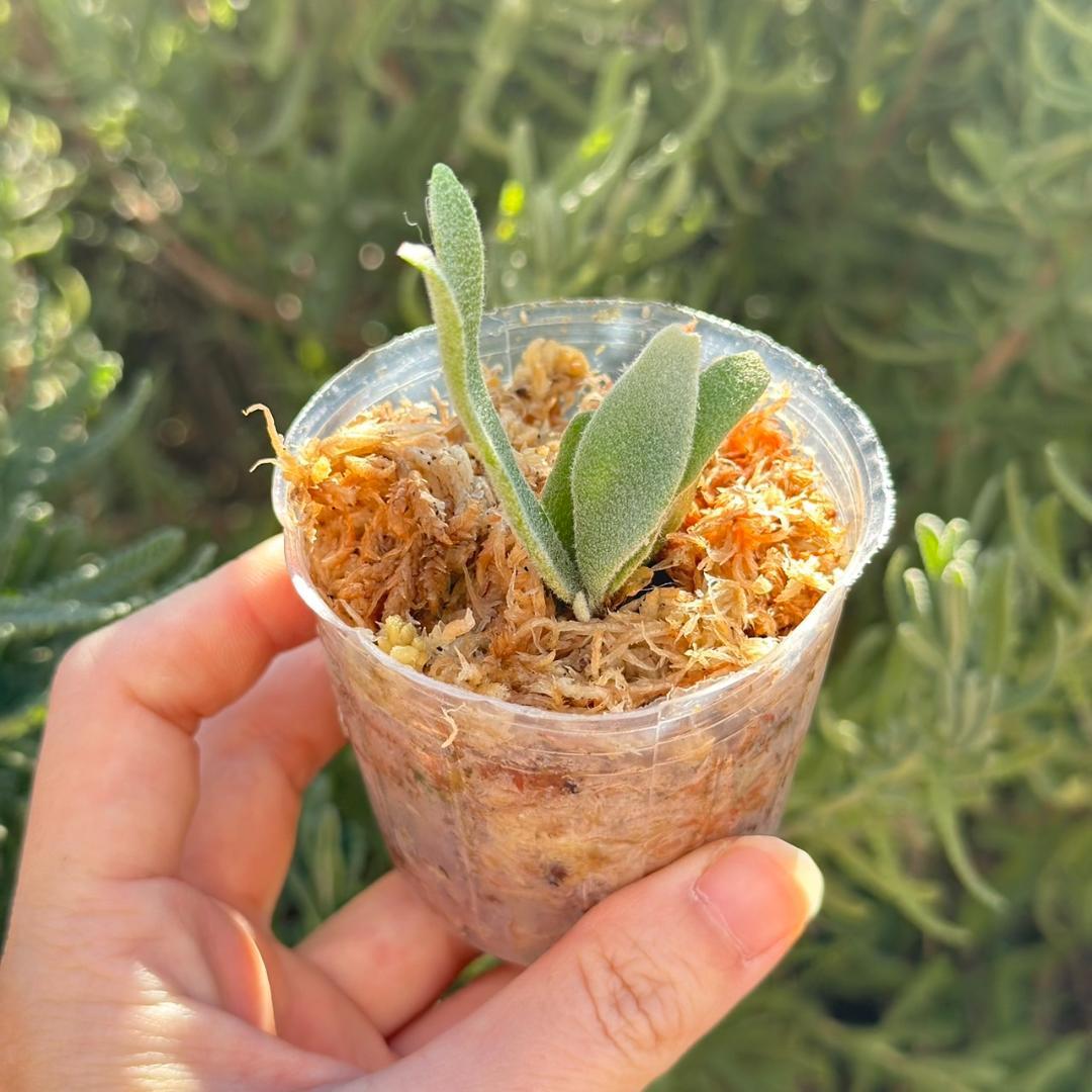 メルカリ便！P.willinckii ’Asurada’ Spore201