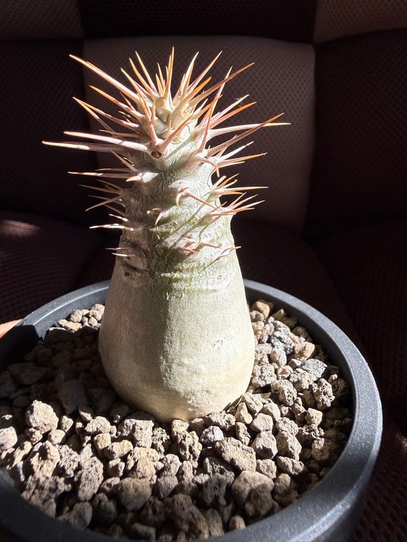 パキポディウム レアリー　実生　マセタの鉢ごと発送