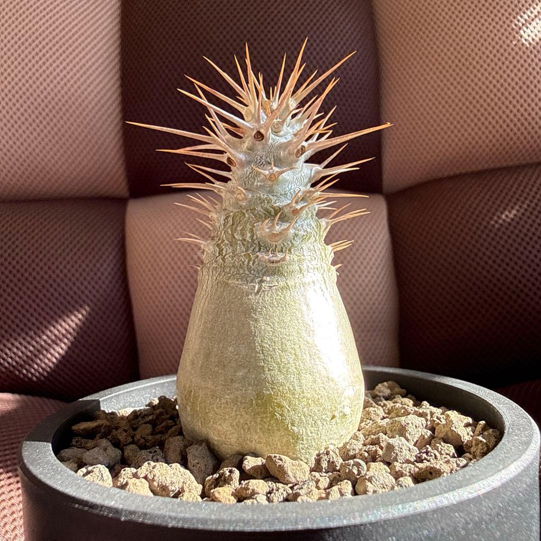 パキポディウム レアリー　実生　マセタの鉢ごと発送