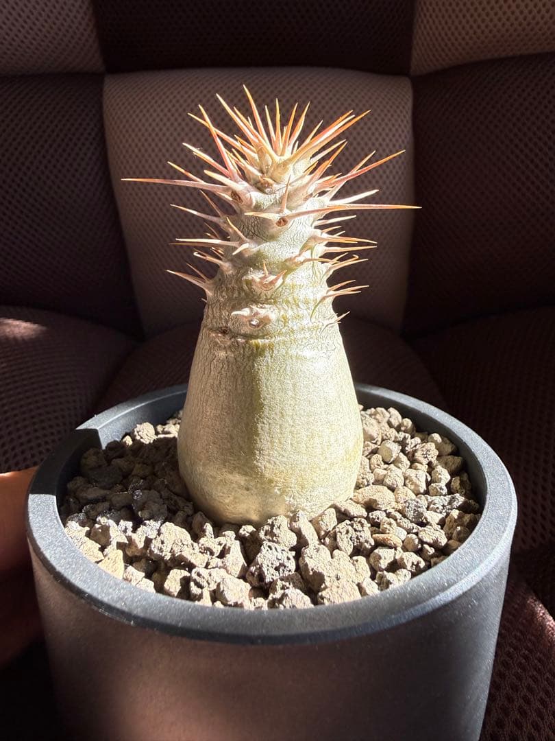 パキポディウム レアリー　実生　マセタの鉢ごと発送