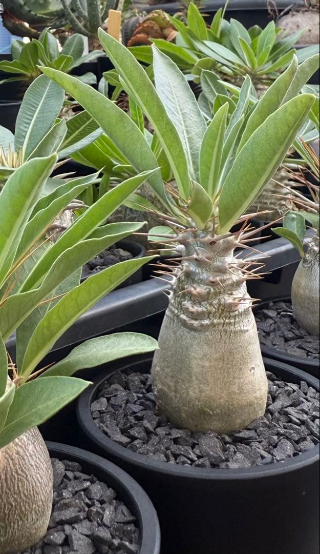 パキポディウム レアリー　実生　マセタの鉢ごと発送