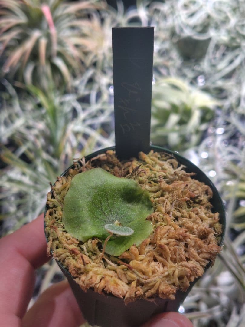 ビカクシダ　ぴょん吉