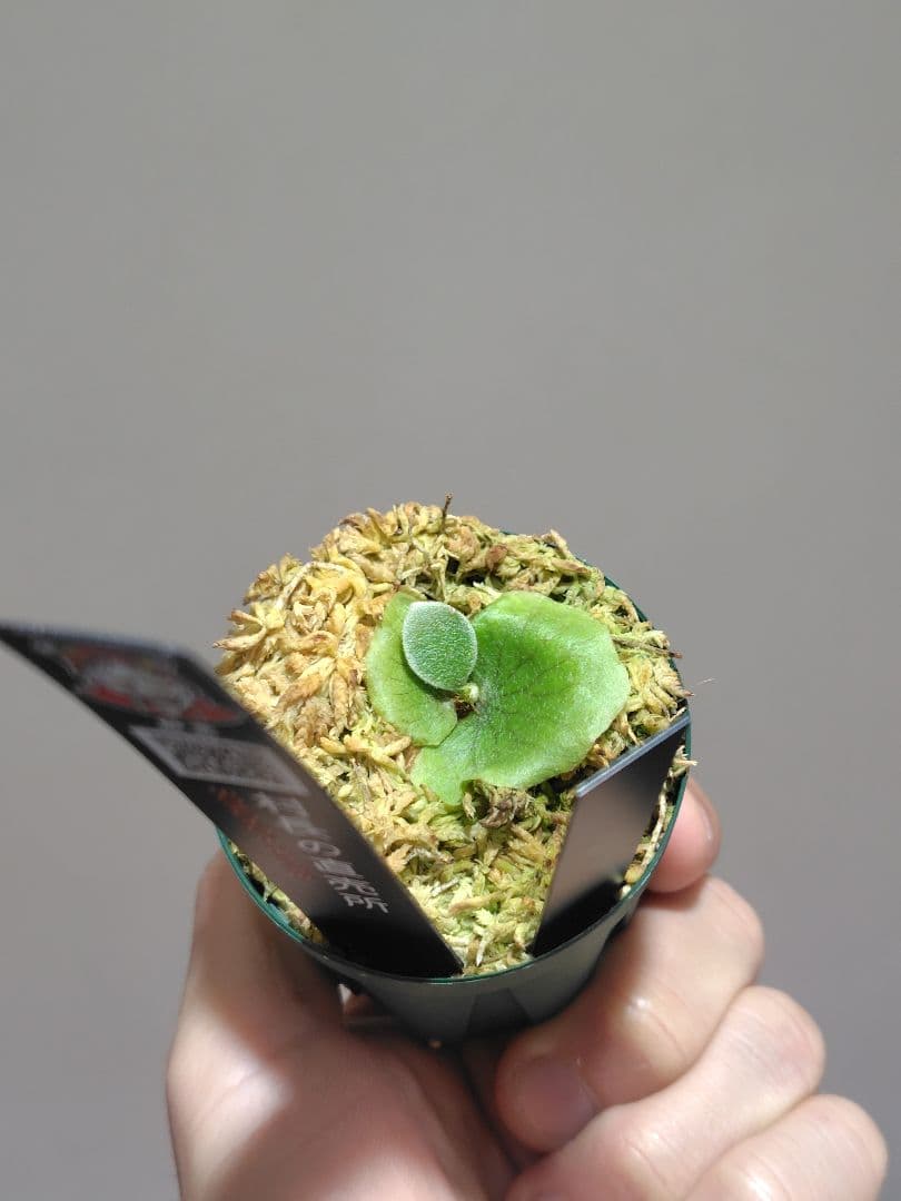 ビカクシダ　ぴょん吉