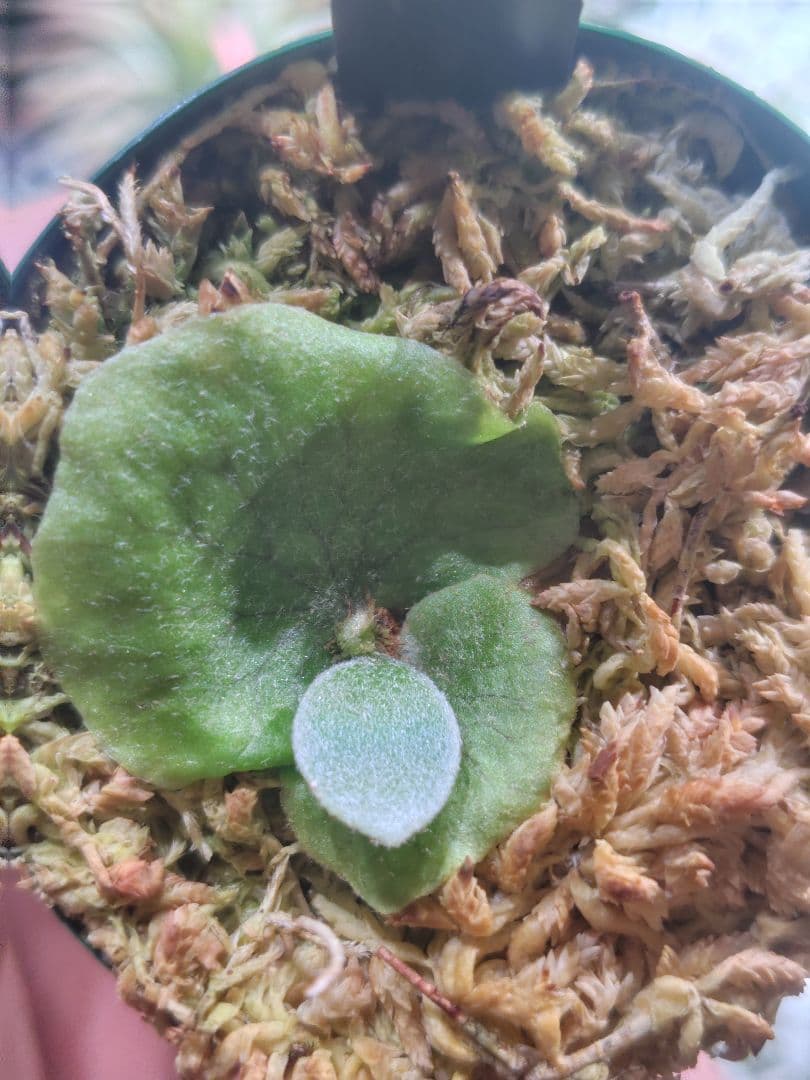 ビカクシダ　ぴょん吉