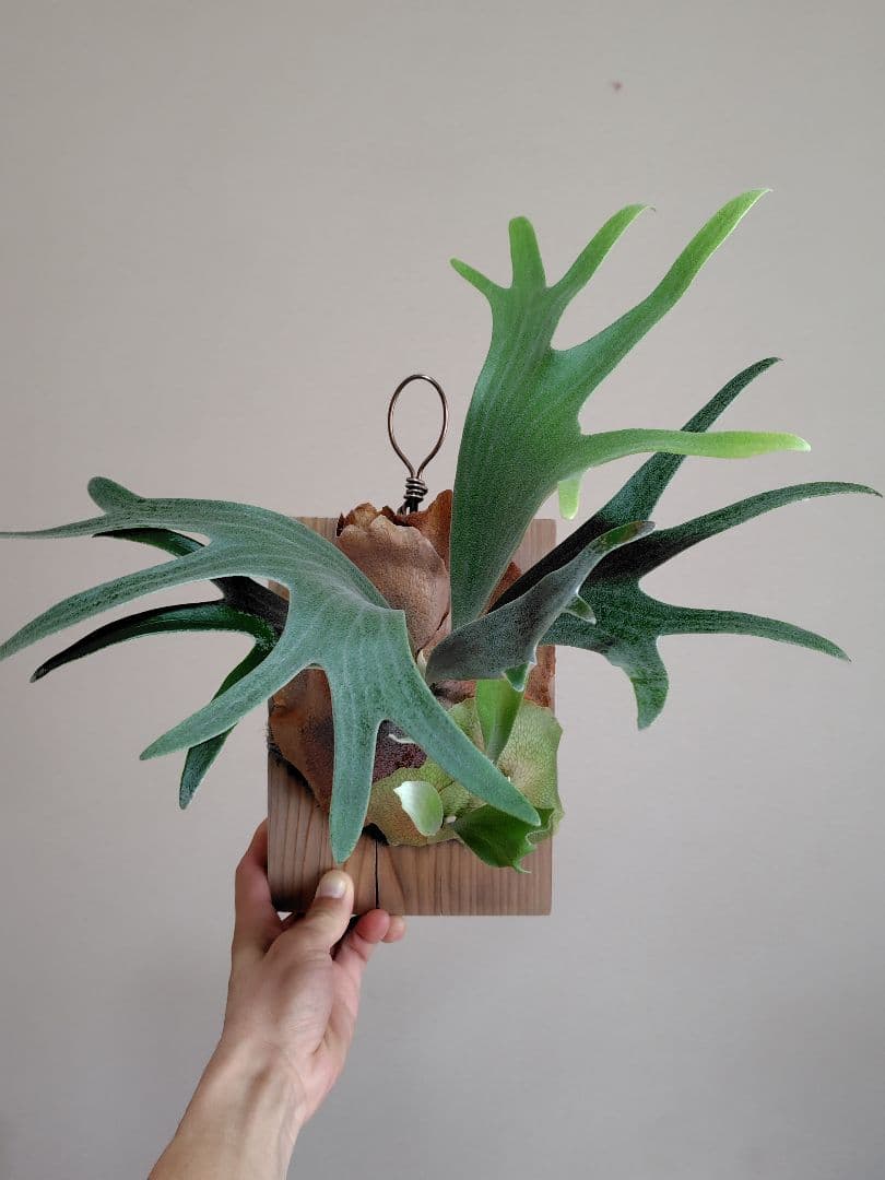 ビカクシダ　ぴょん吉