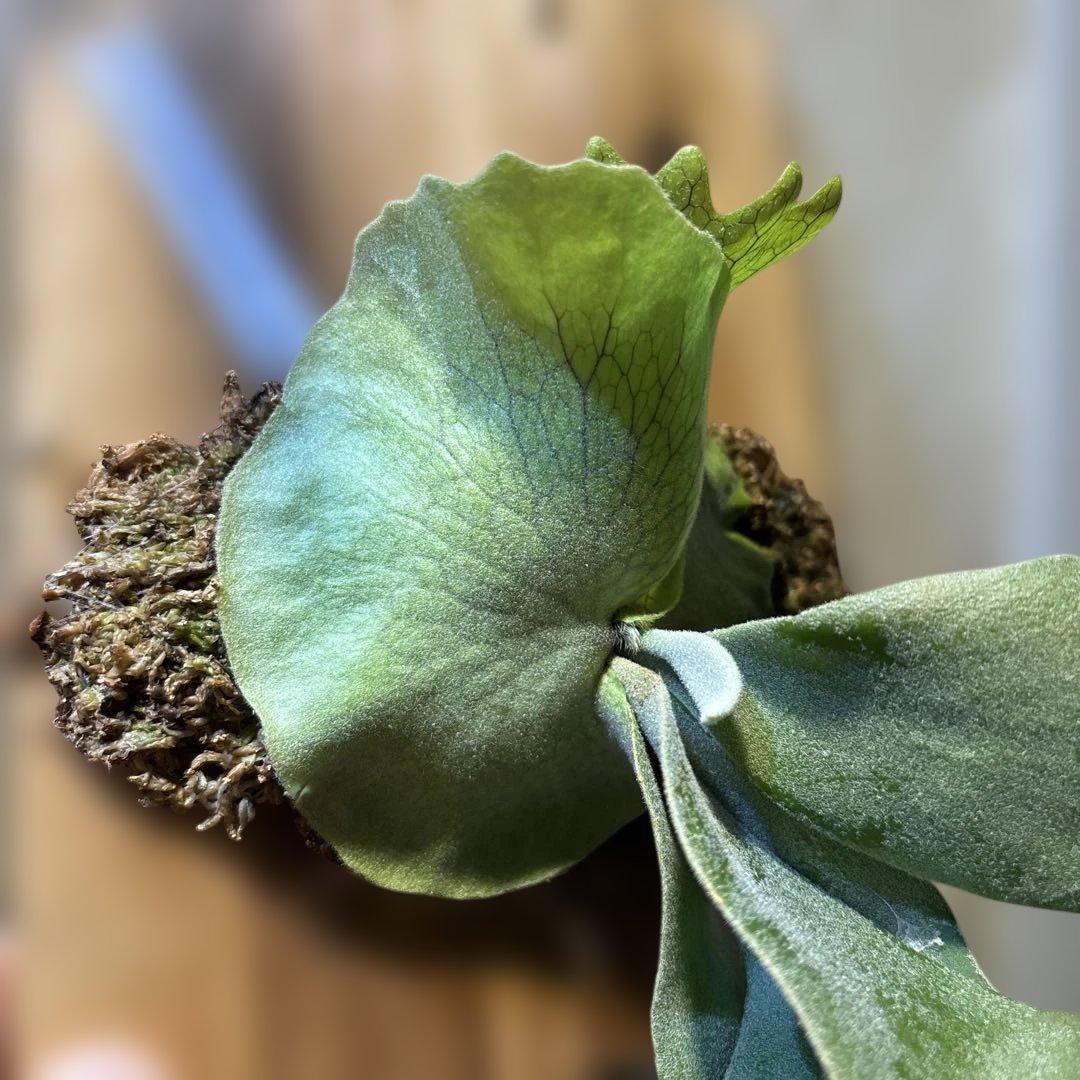 P,Willinckii 月光爪哇✖️ Scofield Tatsuta