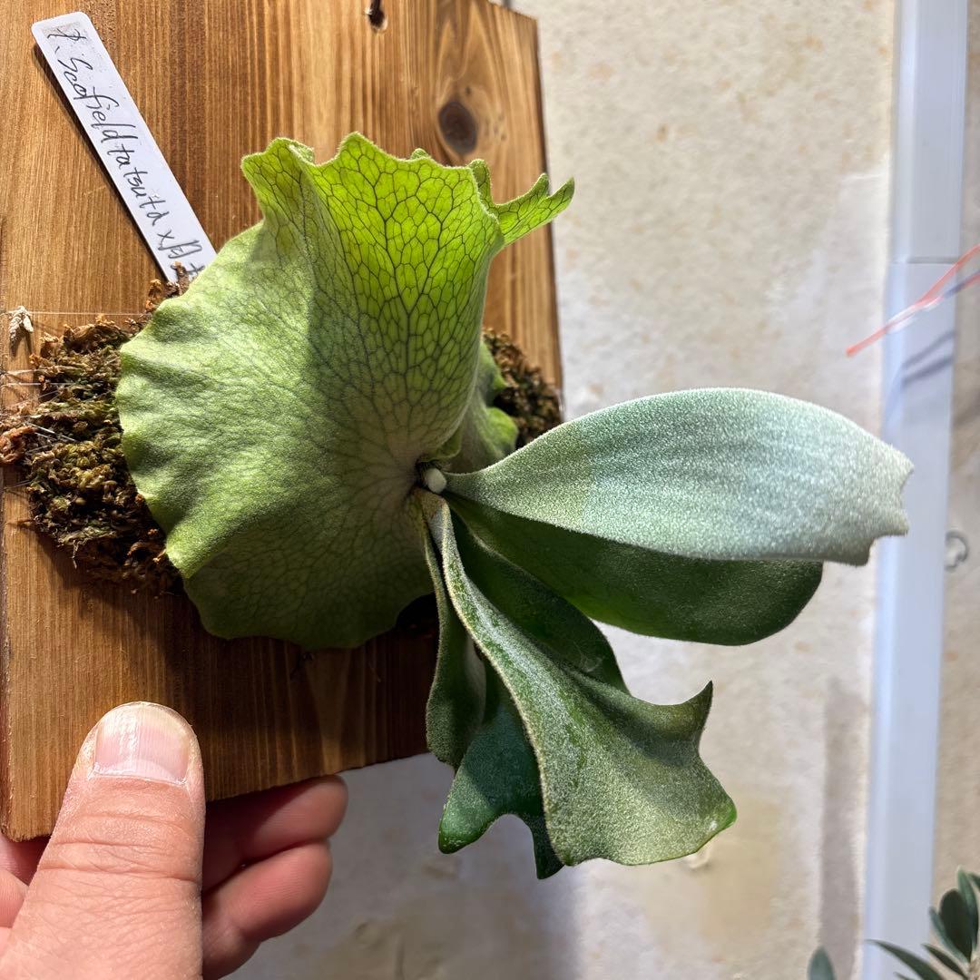 P,Willinckii 月光爪哇✖️ Scofield Tatsuta