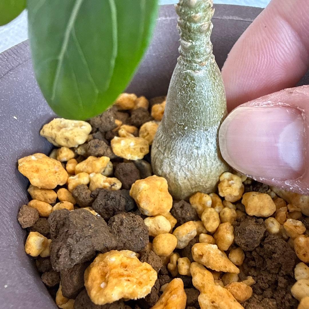 アデニウム　ソコトラナム (EU輸入株) No2