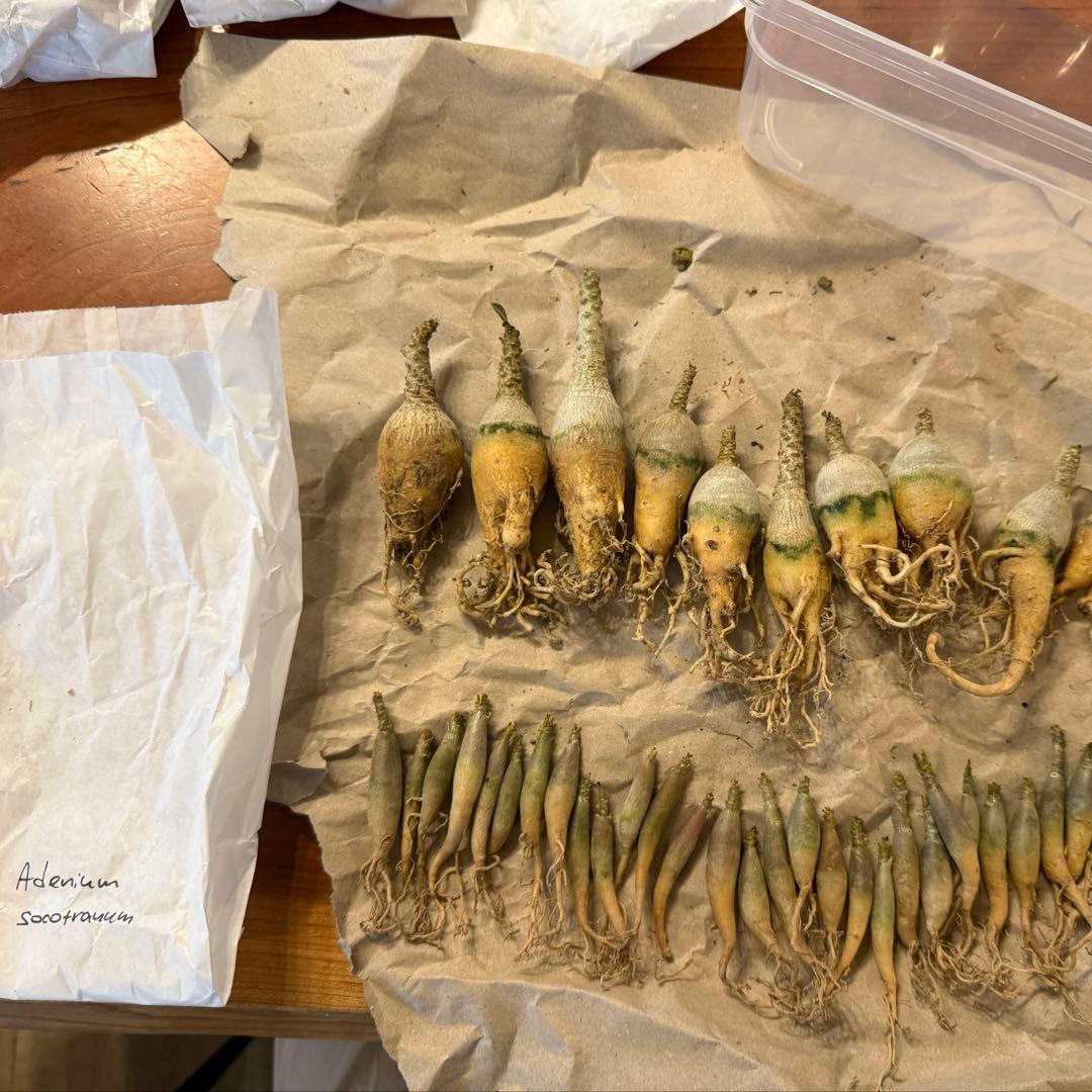 アデニウム　ソコトラナム (EU輸入株) No2