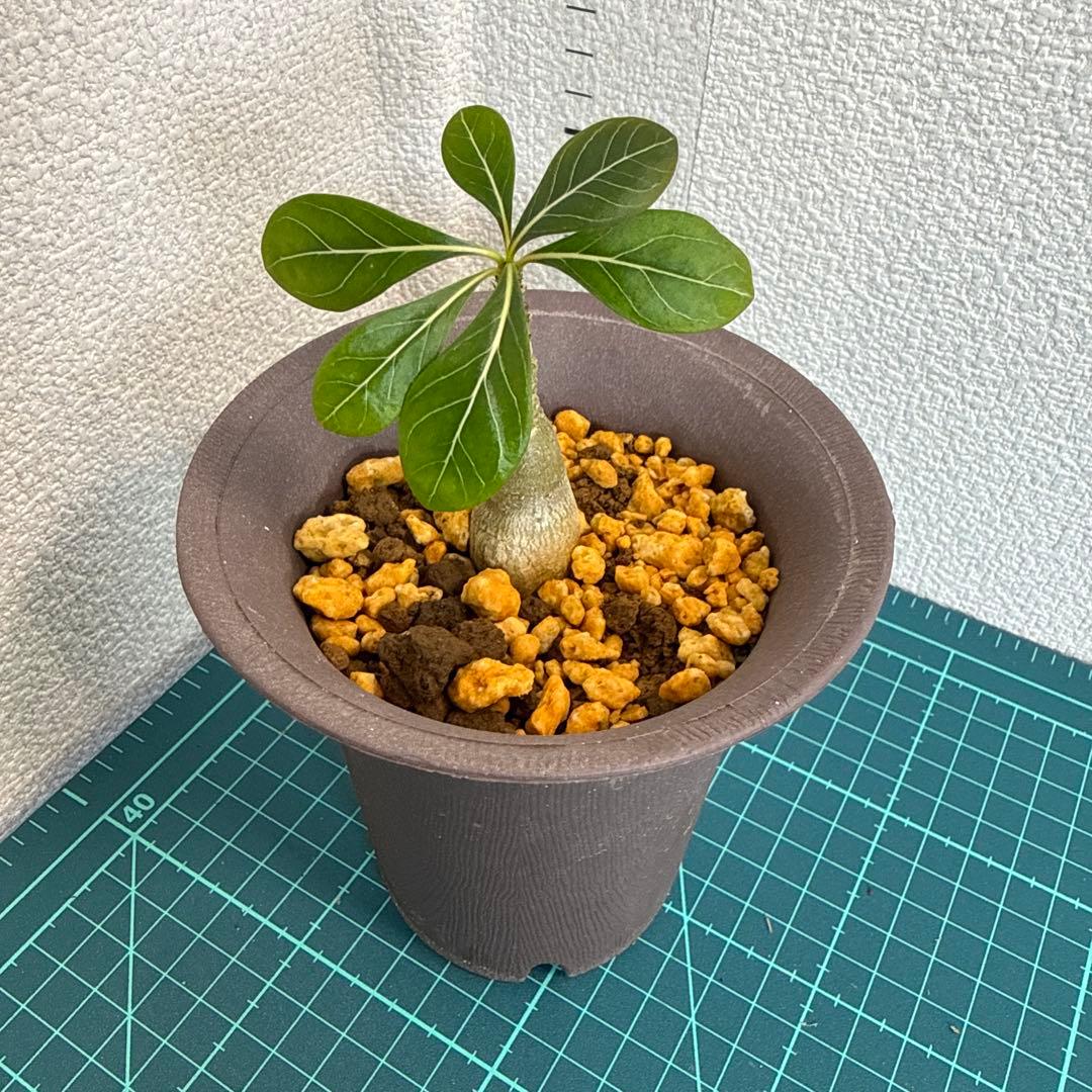 アデニウム　ソコトラナム (EU輸入株) No2