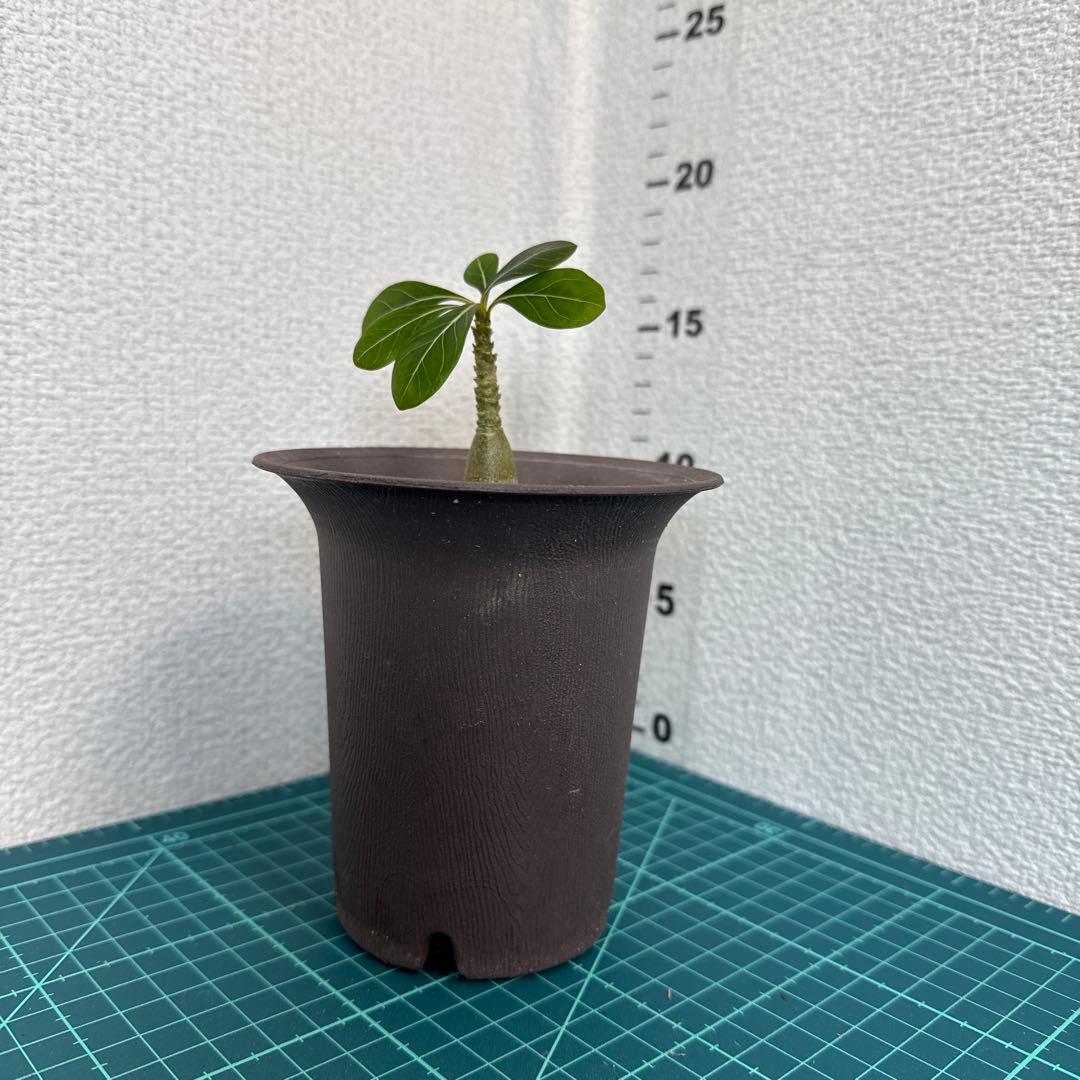 アデニウム　ソコトラナム (EU輸入株) No2