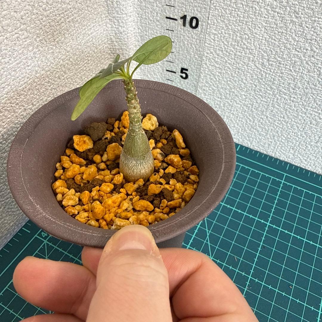 アデニウム　ソコトラナム (EU輸入株) No2