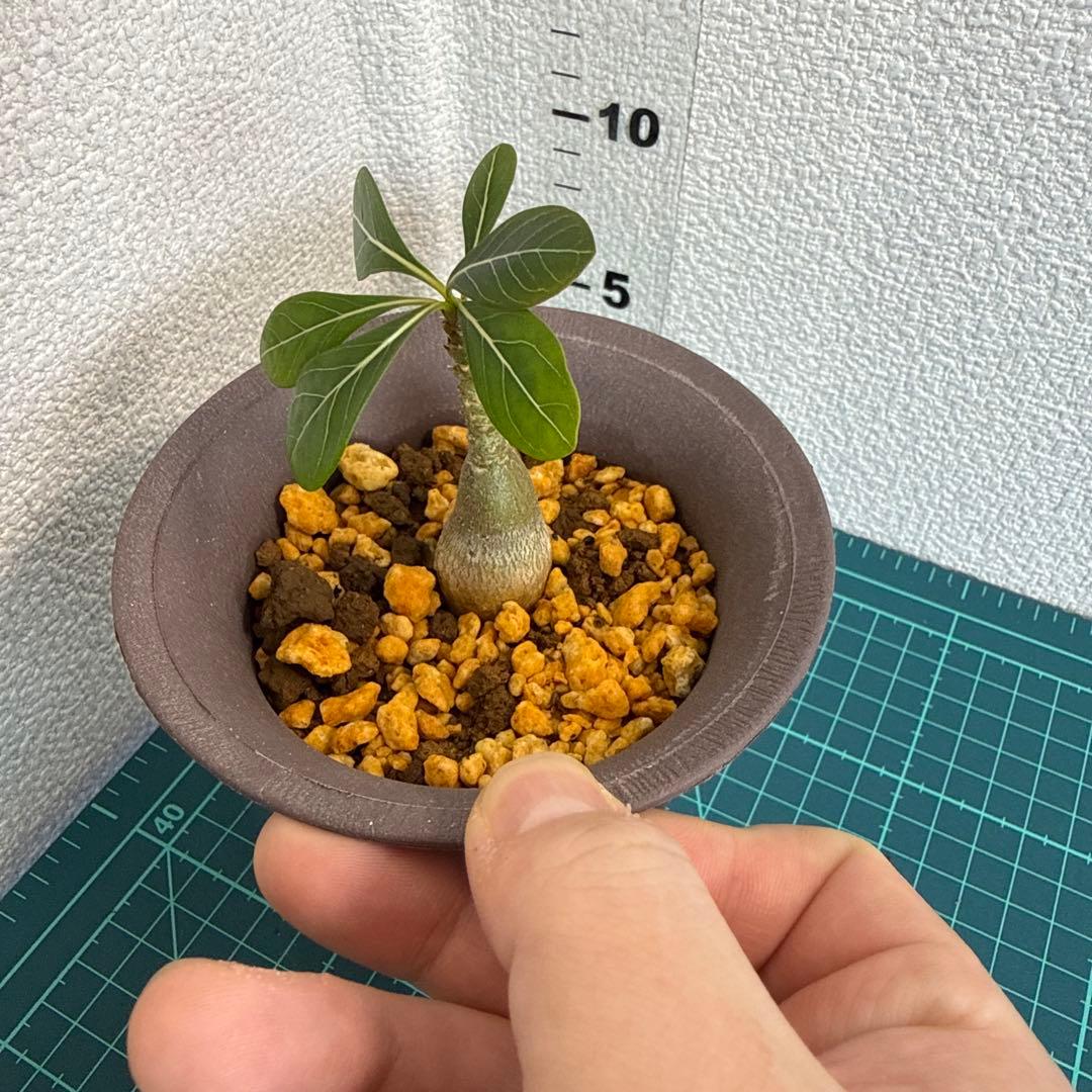 アデニウム　ソコトラナム (EU輸入株) No2