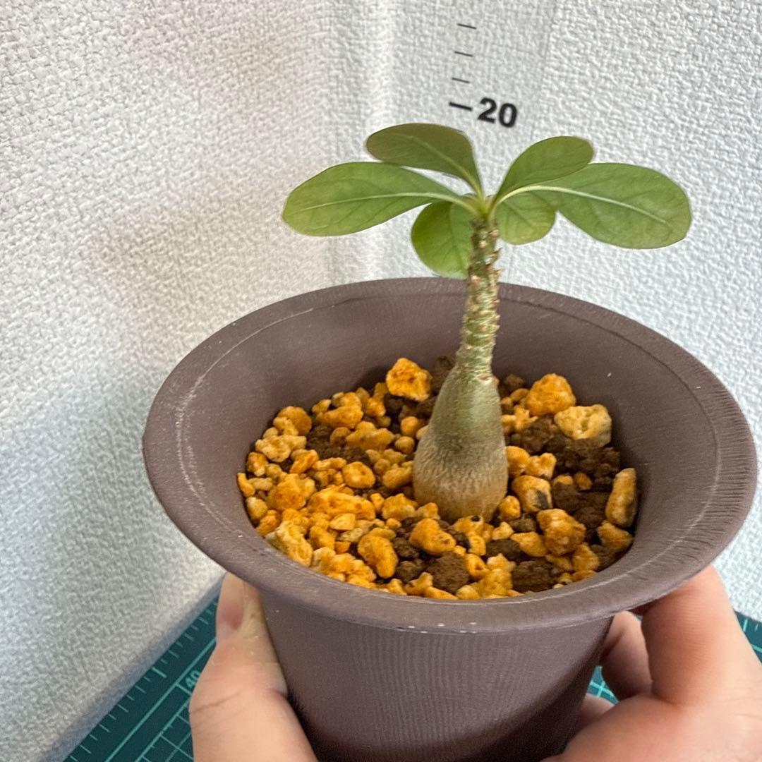 アデニウム　ソコトラナム (EU輸入株) No2