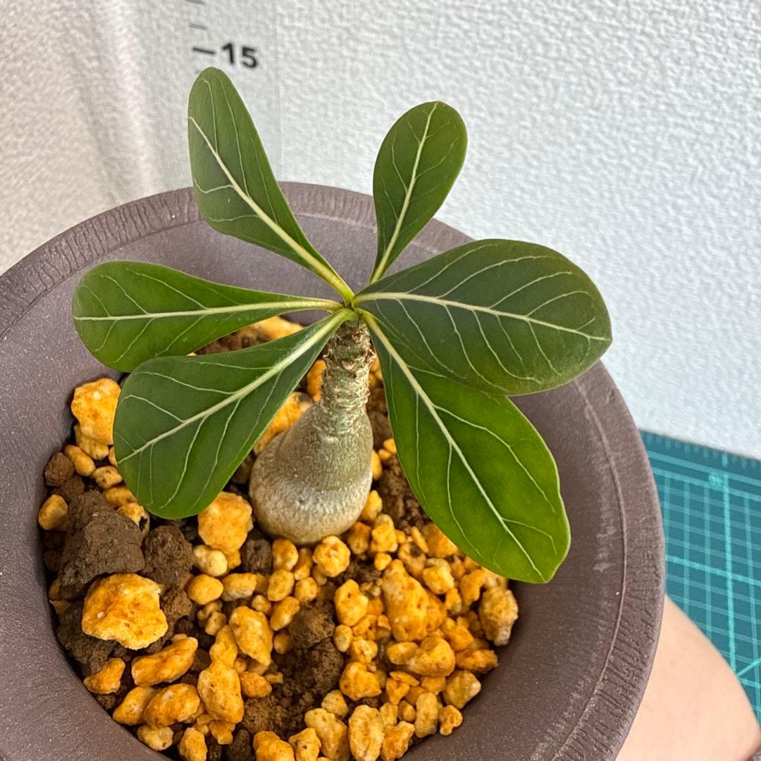 アデニウム　ソコトラナム (EU輸入株) No2