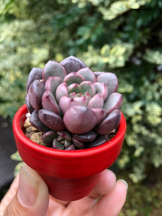 多肉植物 ピンクルルビー♡抜き苗