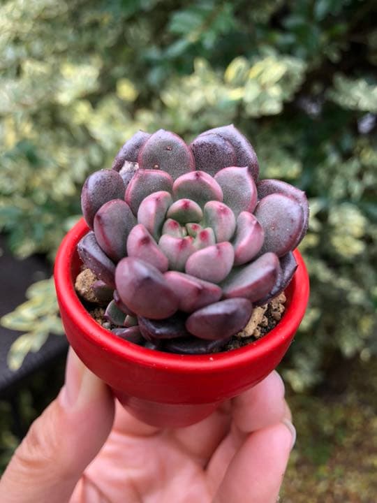 多肉植物 ピンクルルビー♡抜き苗