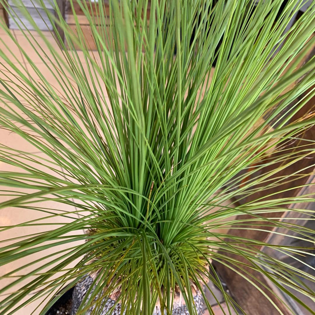 幹高め　分頭 クサントロエア ジョンソニー ブラックボーイ 発根済み