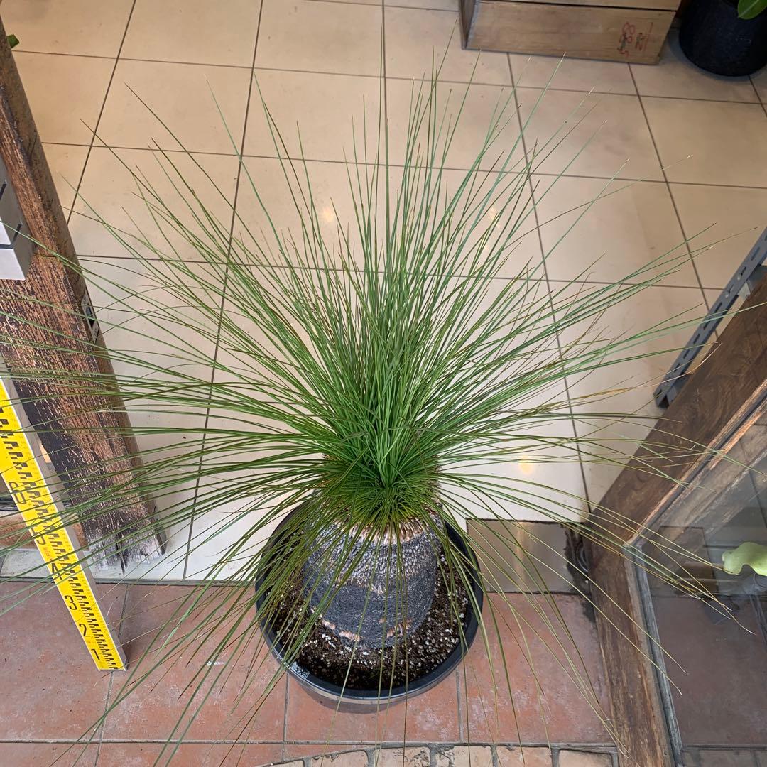 幹高め　分頭 クサントロエア ジョンソニー ブラックボーイ 発根済み